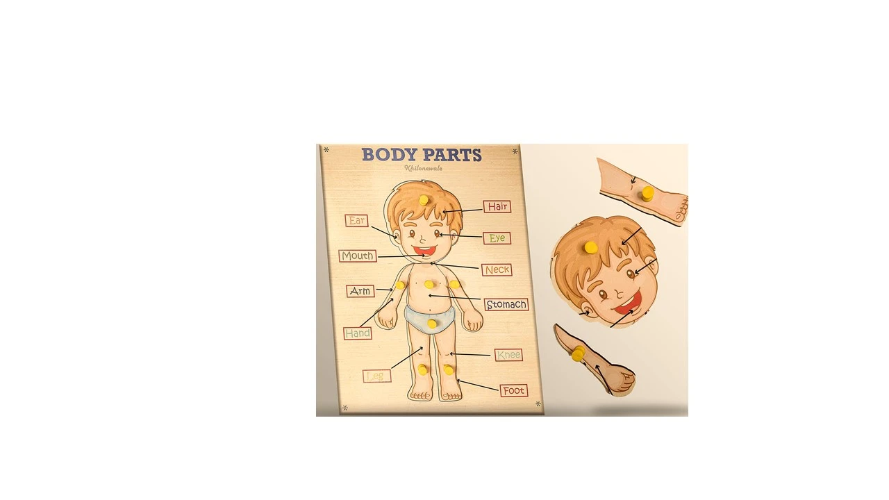 Wooden Body Parts